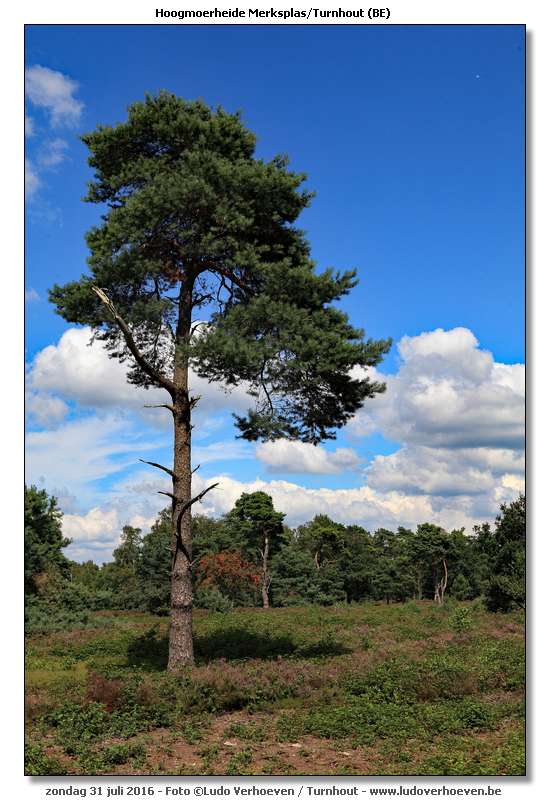 Hoogmoerheide Merksplas