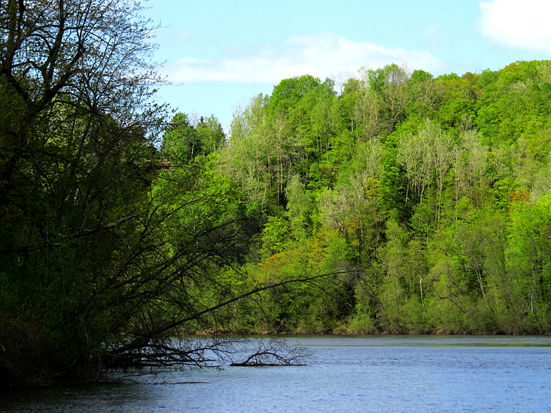 Branches mortes sur la rivire