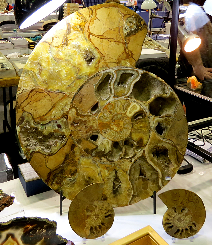 Ammonite de Madagascar