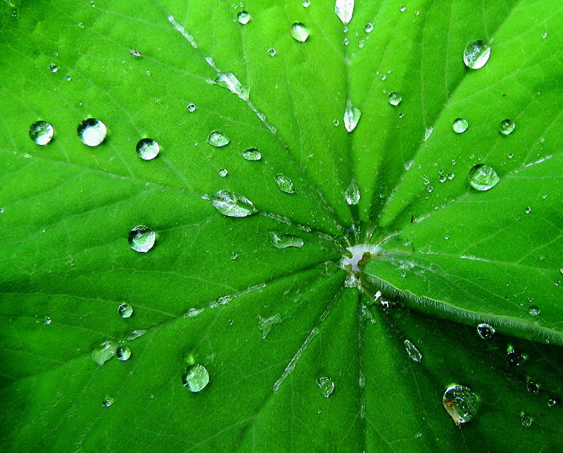 Gouttelettes sur fond vert