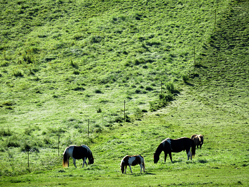 Vaches au paturage