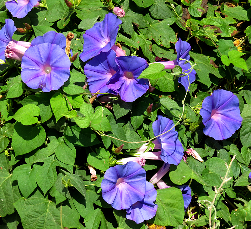 bleu violet