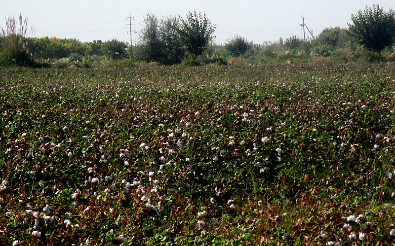 Vers Boukhara: champ de coton