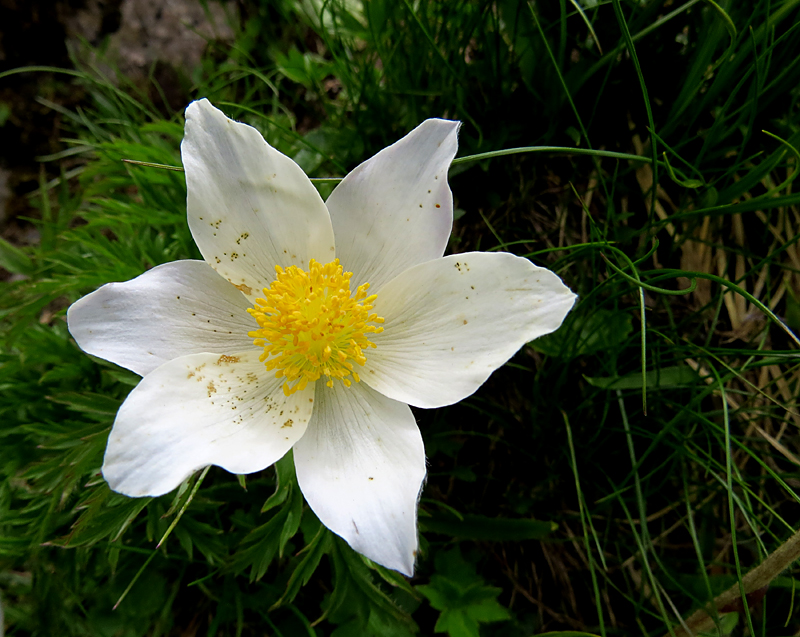 Jardin alpin des Rochers de Nayes