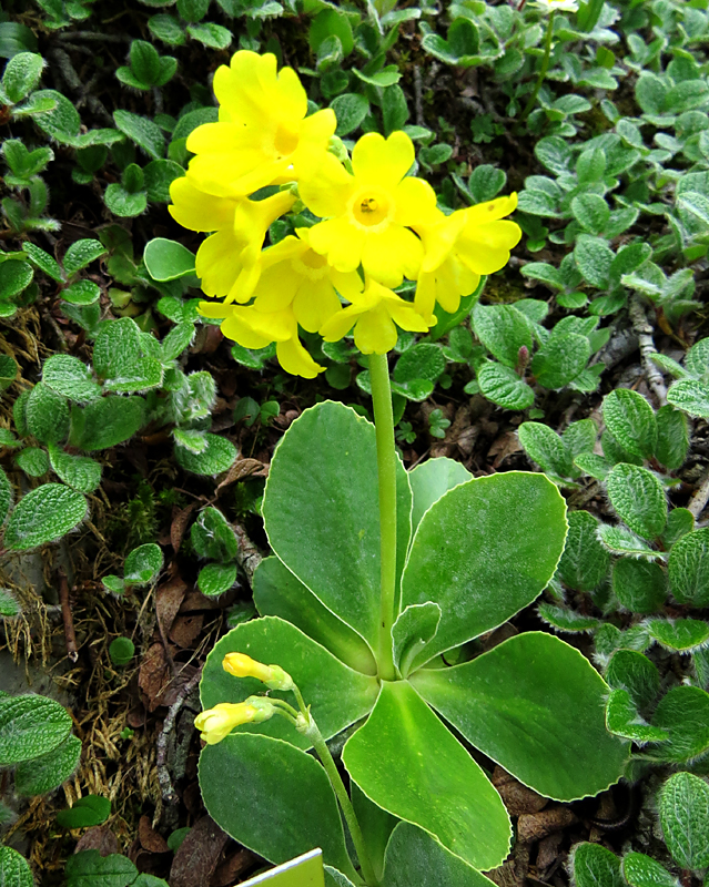 Jardin alpin des Rochers de Nayes