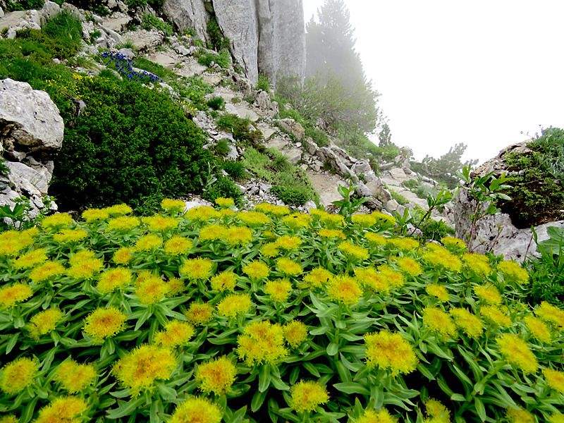 Jardin alpin des Rochers de Nayes