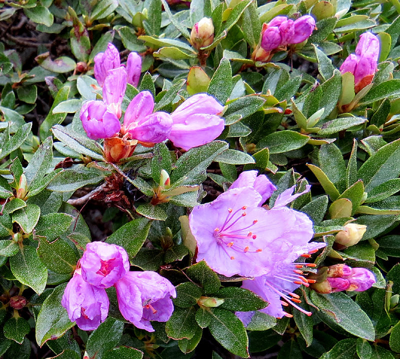 Jardin alpin des Rochers de Nayes