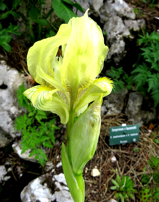 Jardin alpin des Rochers de Nayes