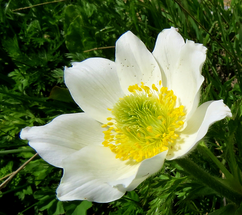 la fleur blanche