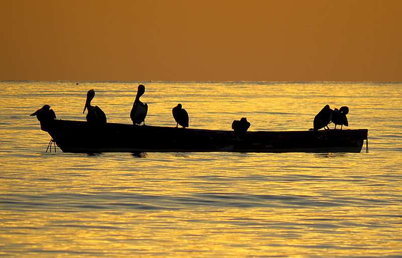 Plicans au lever du soleil