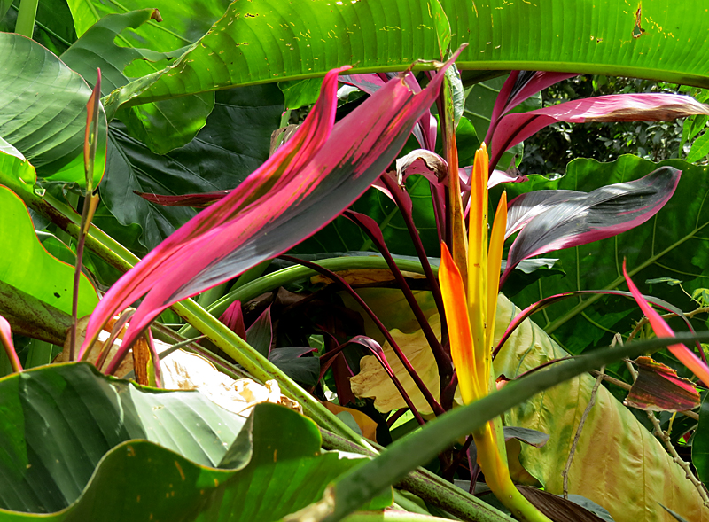 fleurs et plante tropicale