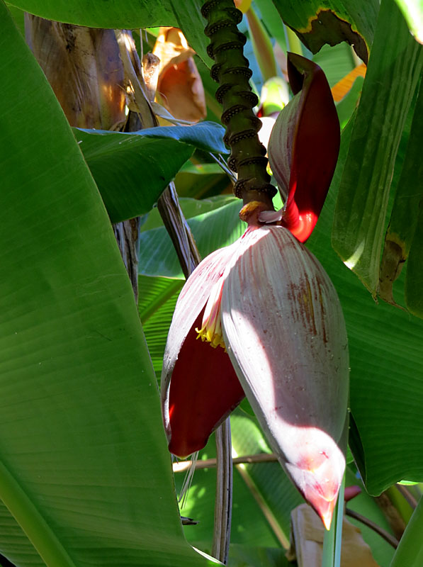 Le Royal Dcameron au Panama