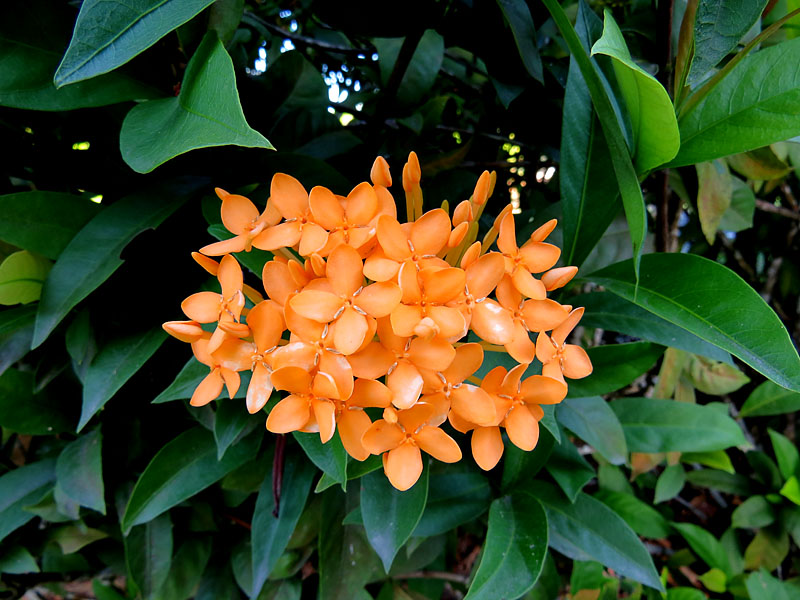 Faune et Flore du Panama