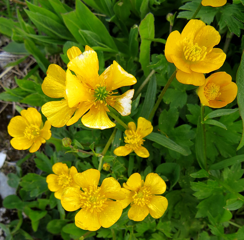 Rochers de Naye, fleurs jaunes