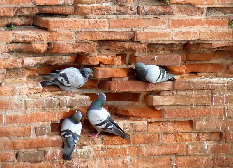 Logis de pigeons