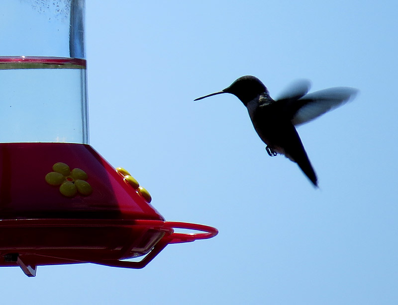 Un colibri, une visite peu commune