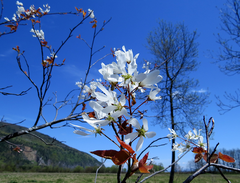 Floraison à Cap Tourmente