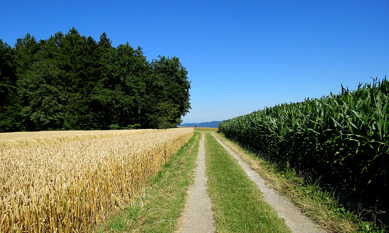 Campagne bernoise