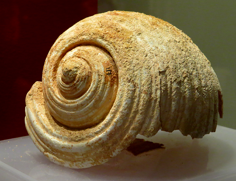 Artefacts du muse archologique de Gozo