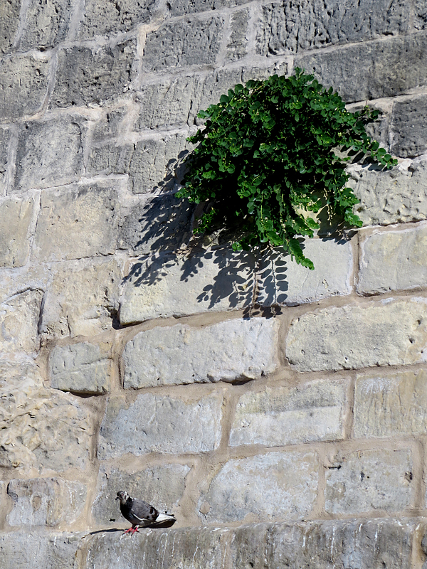La Valette, détail de muraille