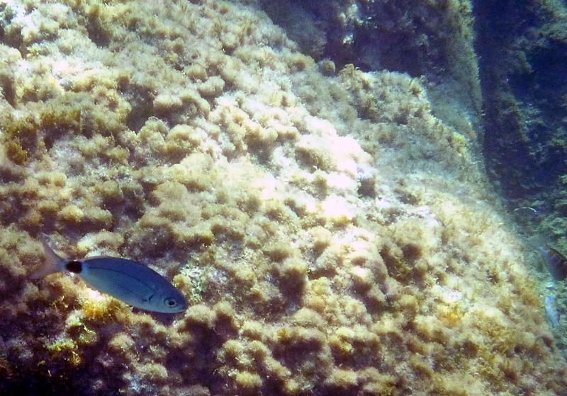 le poisson sous l'eau