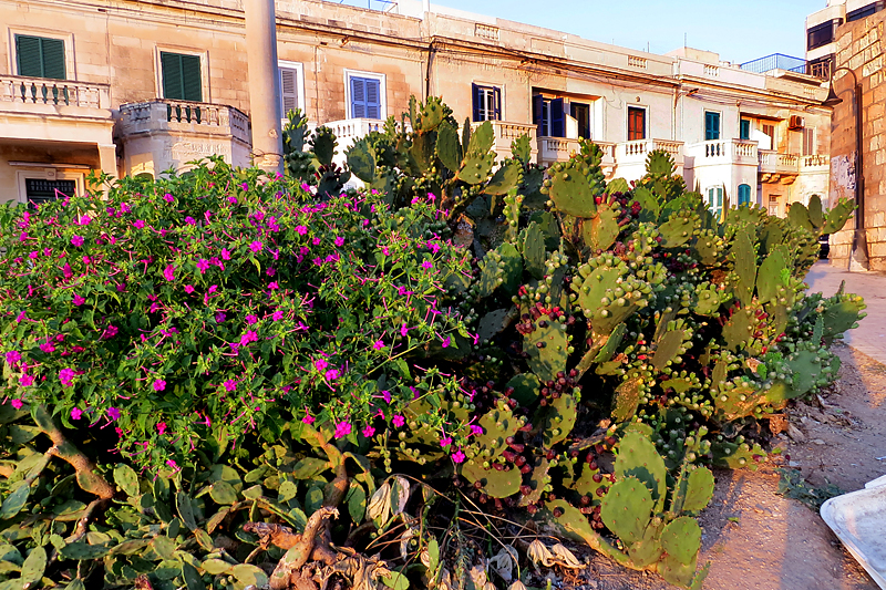 Bouquets de cactus