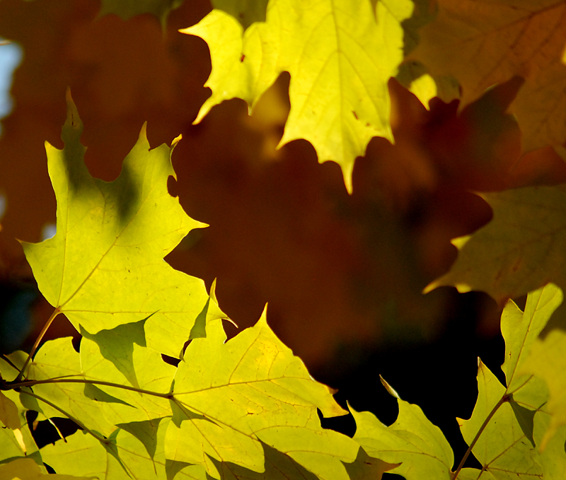 feuillage d'automne