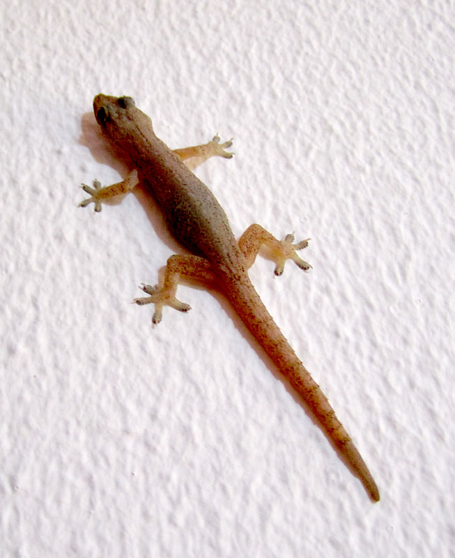 gecko ou lzard