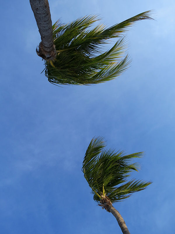 palmiers au vent