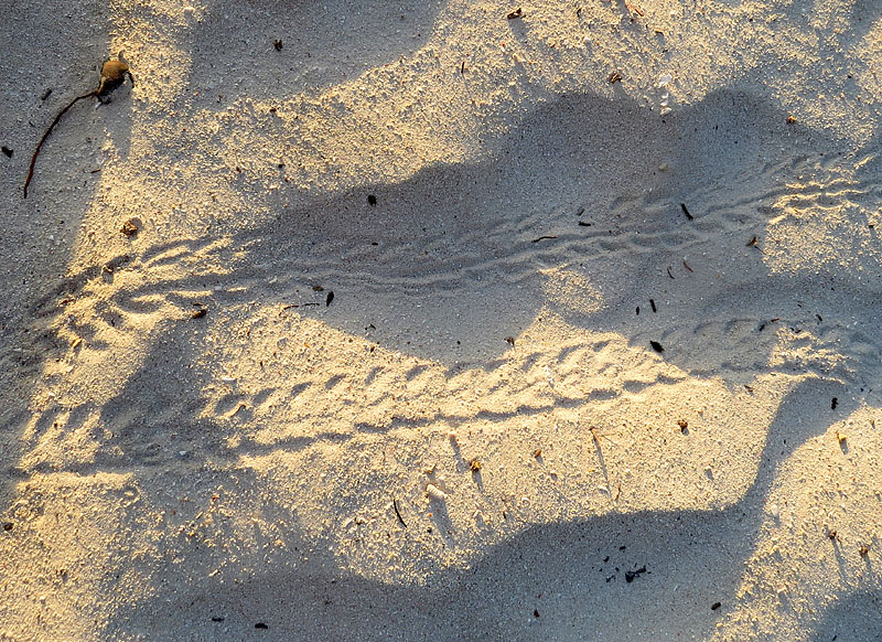 traces sur le sable