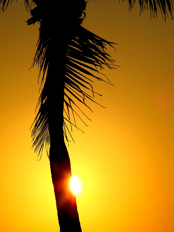  l'ombre du palmier