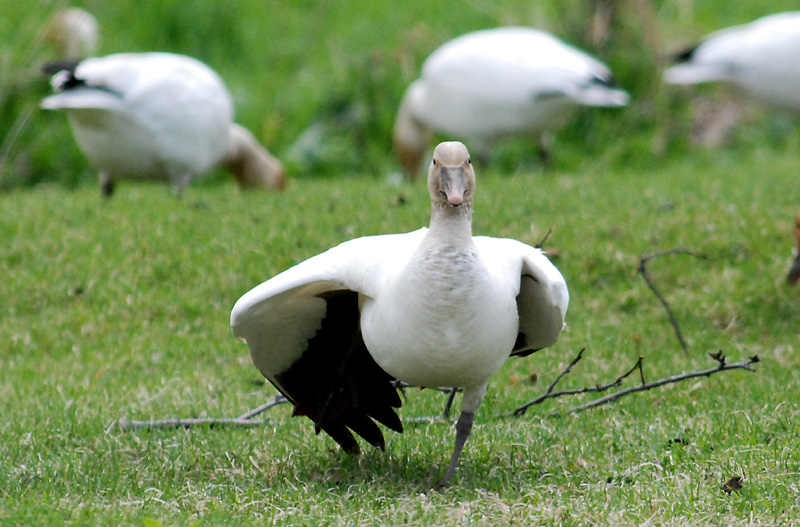 Les oies blanches de Cap Tourmente au 17 mai 2015