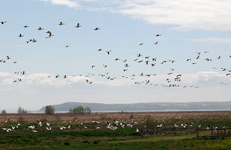 Les oies blanches de Cap Tourmente au 17 mai 2015