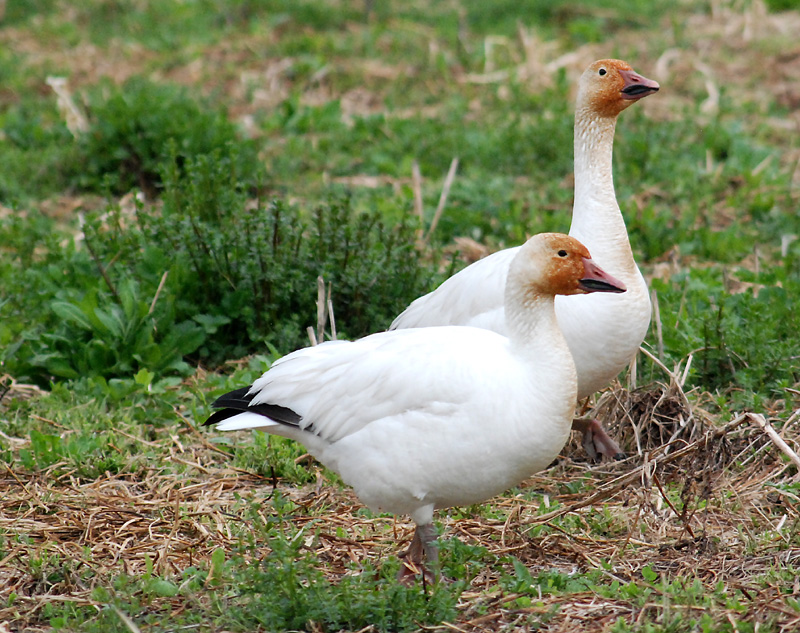 Les oies blanches de Cap Tourmente au 17 mai 2015