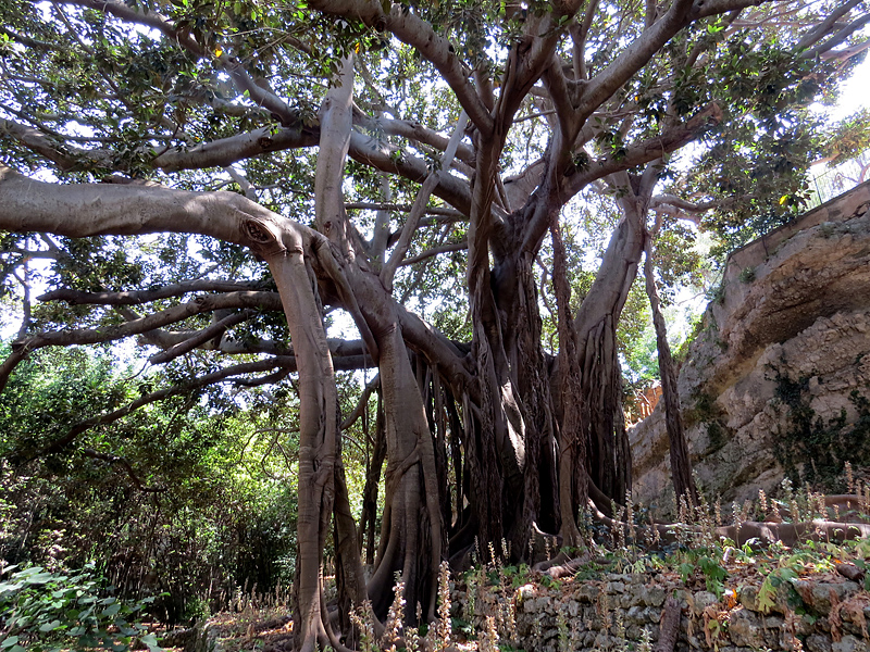 Mangrove prs de la tombe d'Archimde
