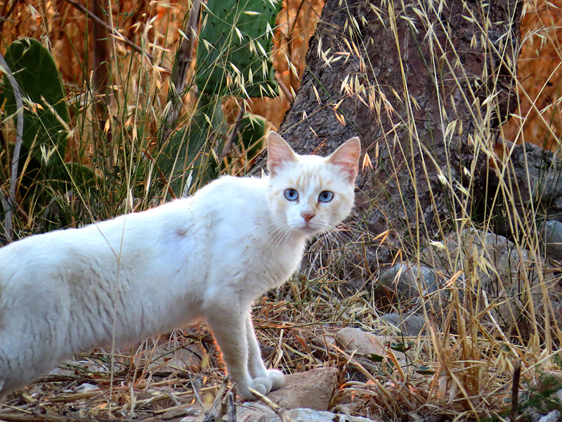 Le chat blanc