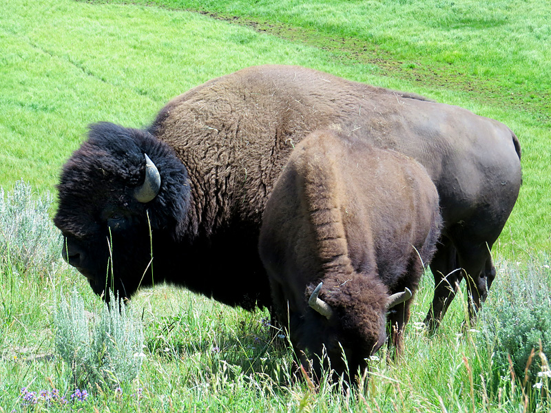 Couple de bisons