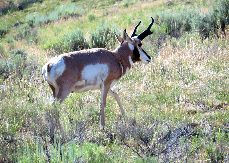 Proghorn antelope