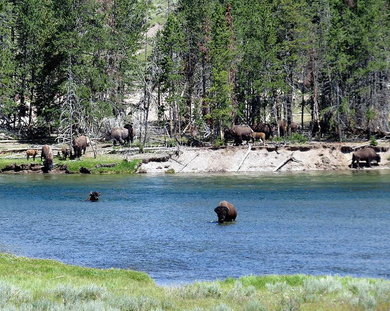 Les Bisons de Yellowstone