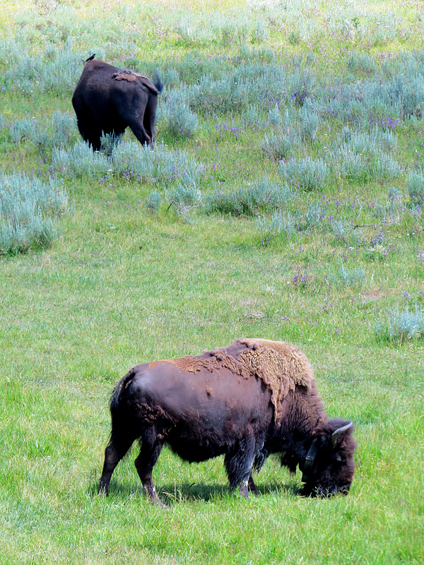 Les Bisons de Yellowstone