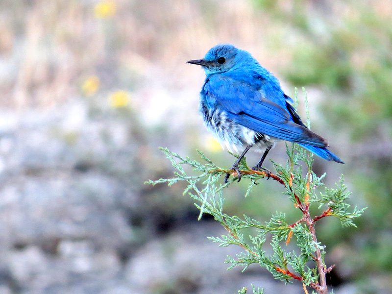 Mountain bluebird 