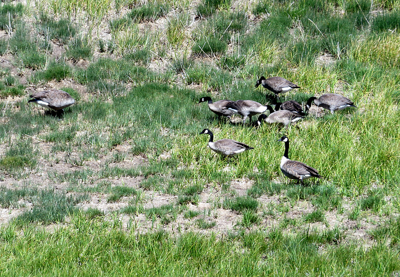 promenade dans le parc de Yellowstone