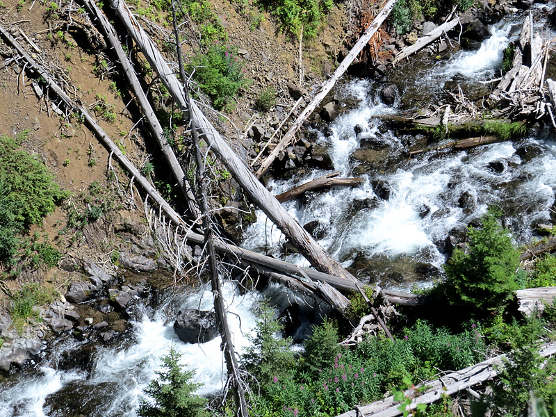 promenade dans le parc de Yellowstone