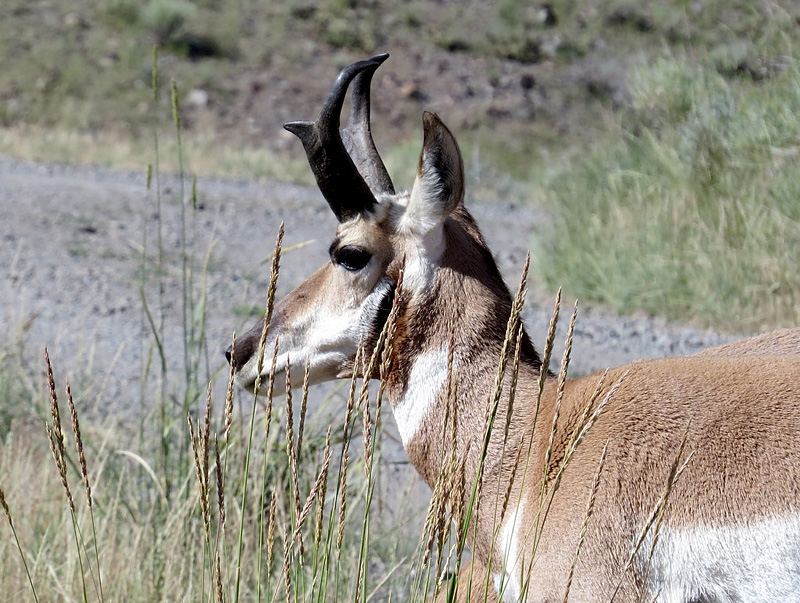 Antilope Proghorn
