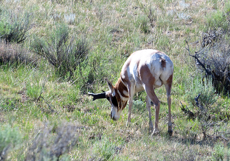 Antilope Proghorn, prs de Mammoth Hot Springs