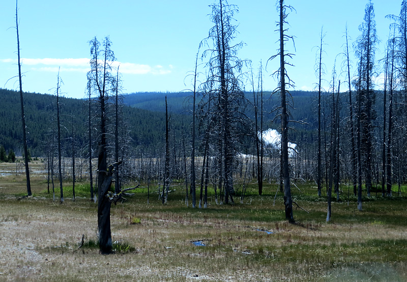 Promenade sur les routes de Yellowstone