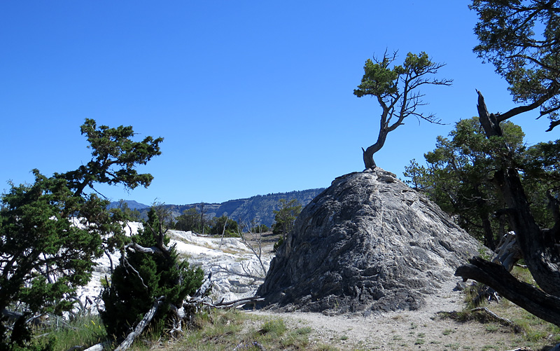 Mammoth Hot Springs- paysage magique