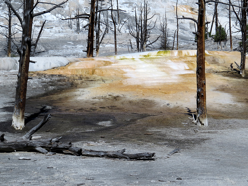 Mammoth Hot Springs- paysage magique