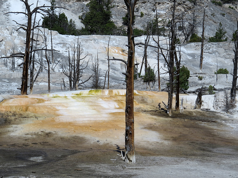 Mammoth Hot Springs- paysage magique