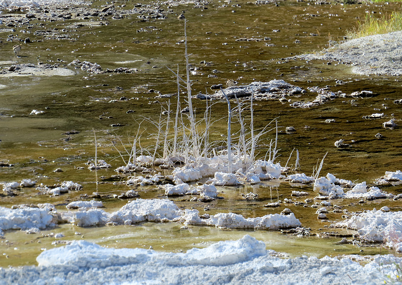 Mammoth Hot Springs- paysage magique